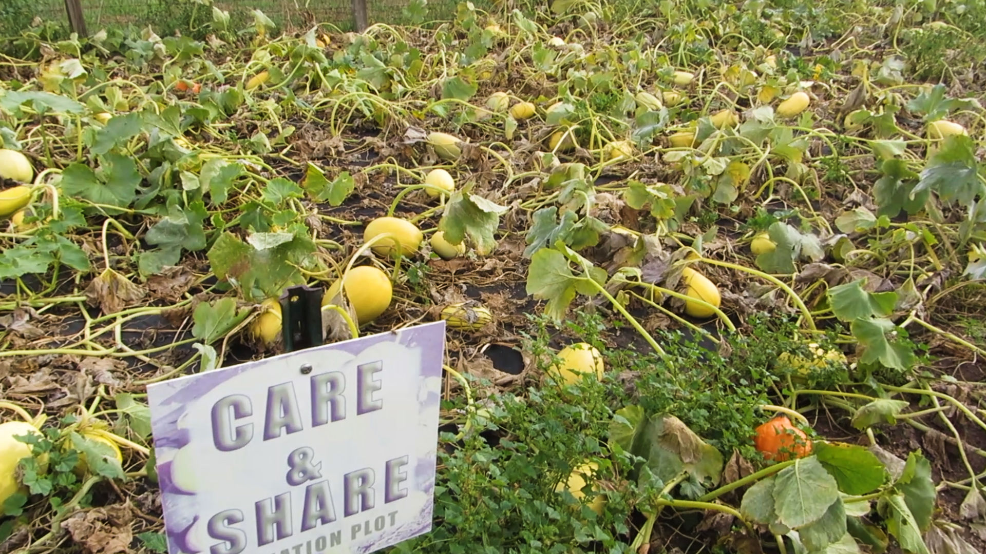 CNCG - Care & Share plot.jpg